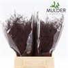 ASPARAGUS PLUMOSUS CHOCO URVAL